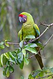 Great Green Macaw